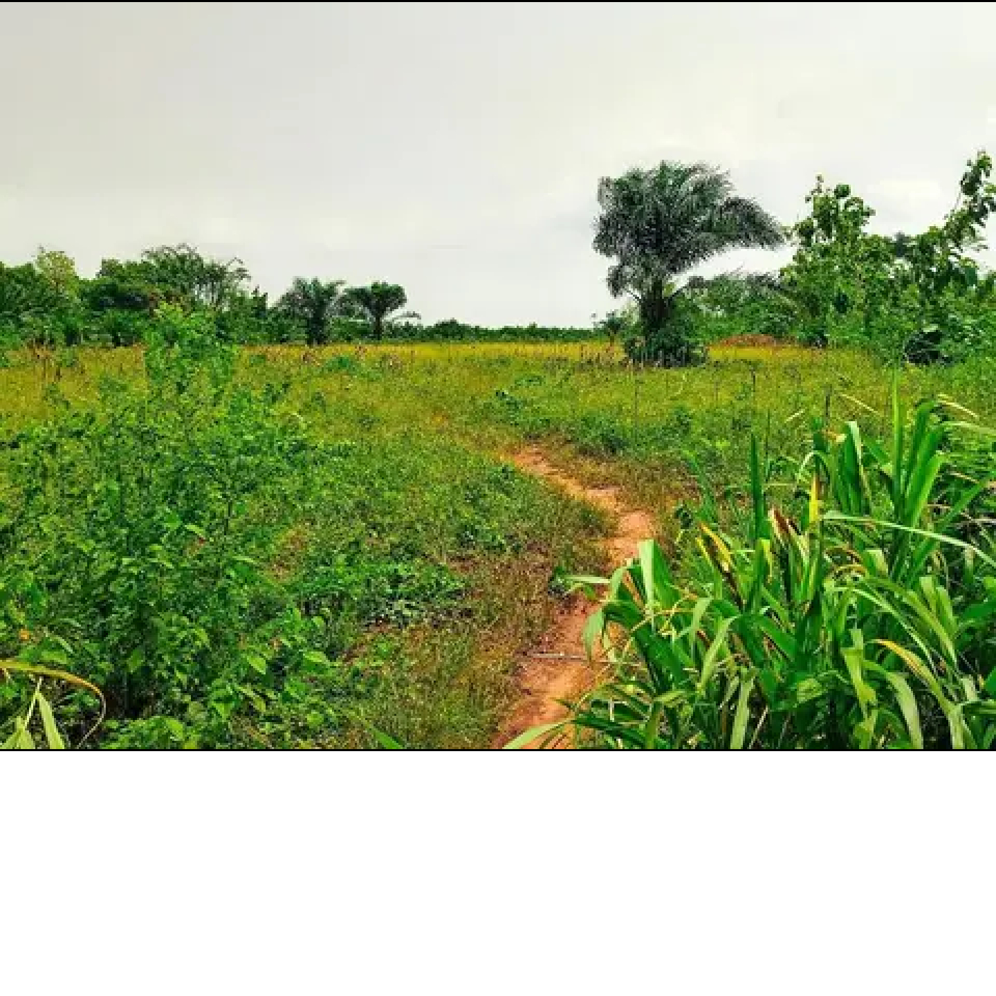 Terrain hectares 