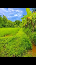 Terrain hectares 