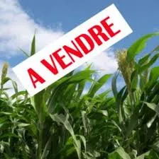 images originale